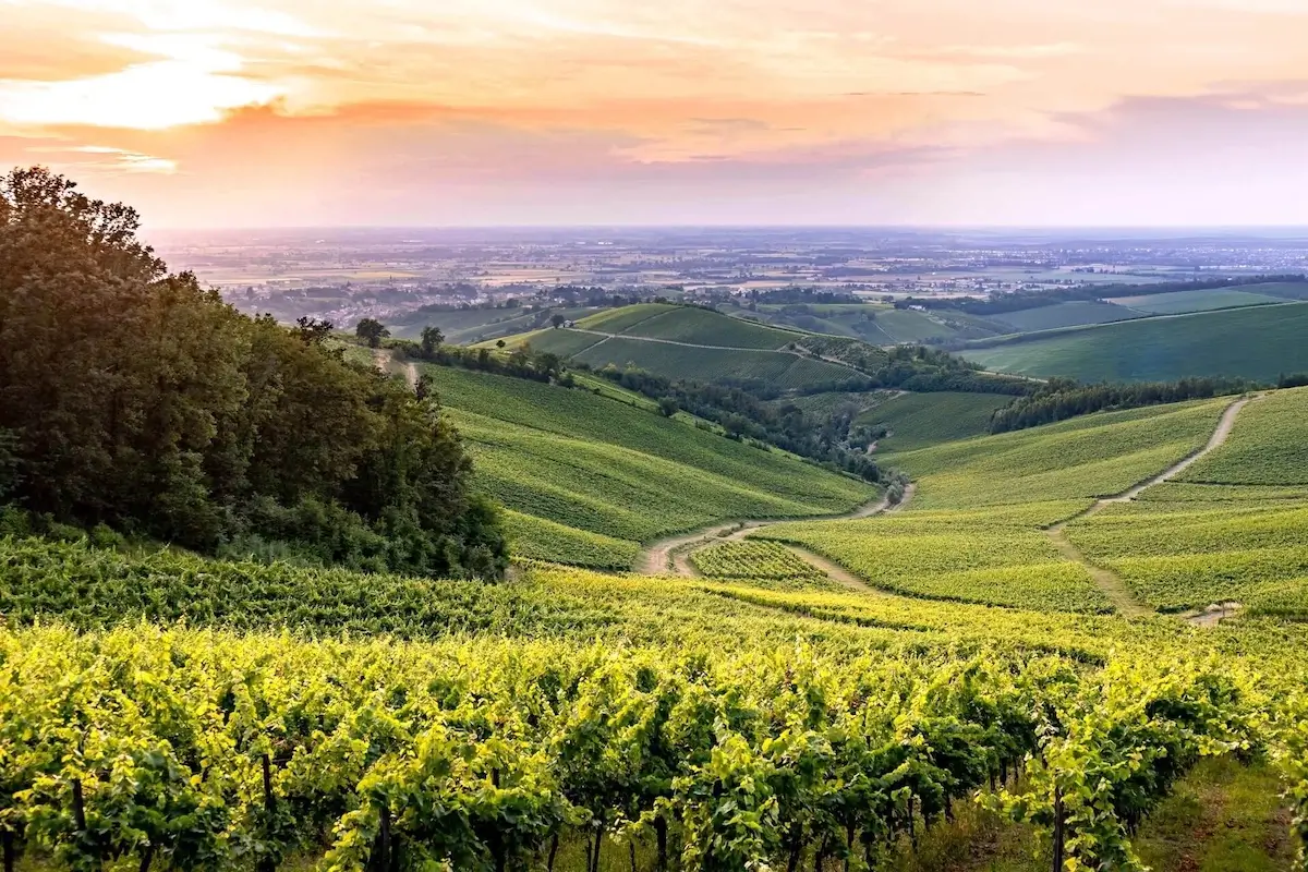 Paesaggio collinare dell'Oltrepò Pavese