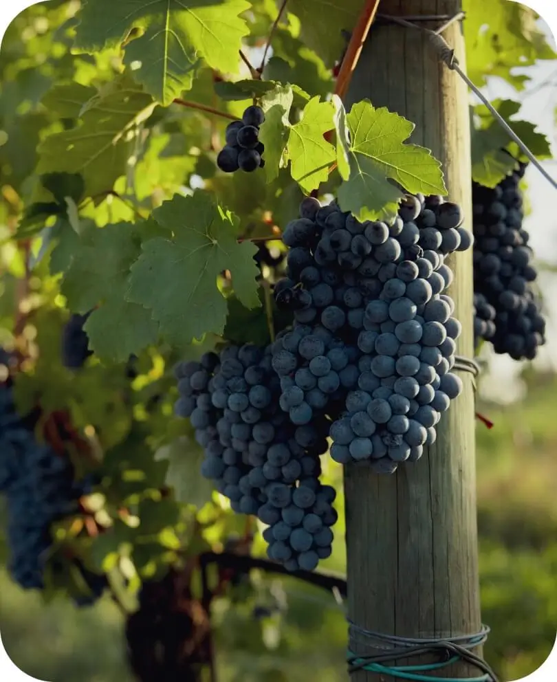 Viti uva rossa oltrepò