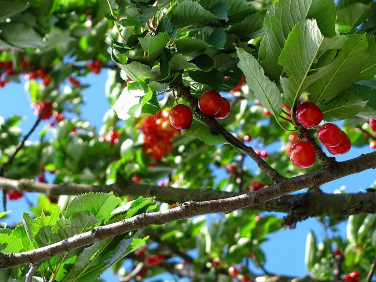 49ma Sagra della ciliegia