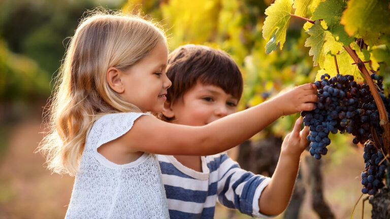 Vendemmia dei bambini