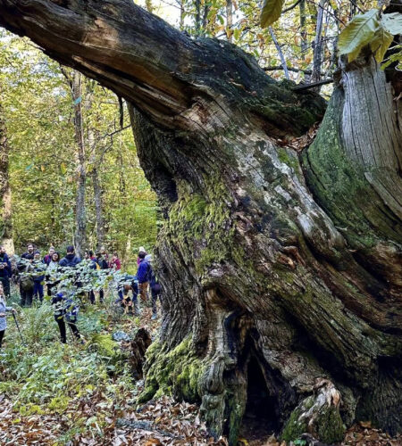 Camminata d’autunno – I castagni di Chiusani