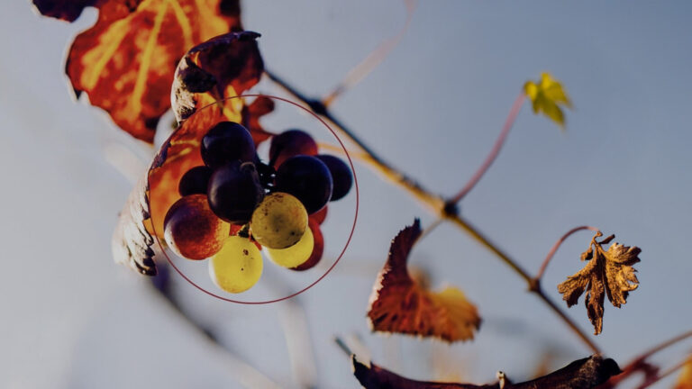 A San Martino ogni mosto diventa vino