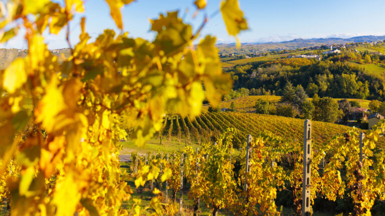 Il trekking dei vigneti
