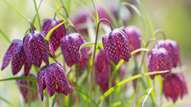 Fiori in cima al Pan Perduto
