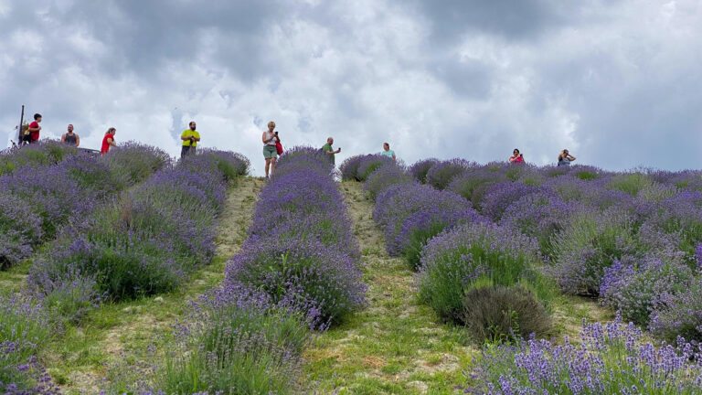 Aperitivo nella lavanda