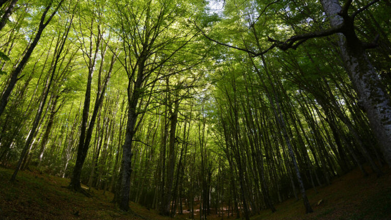 La cattedrale dei faggi. Immersione nel bosco del Monte Chiappo