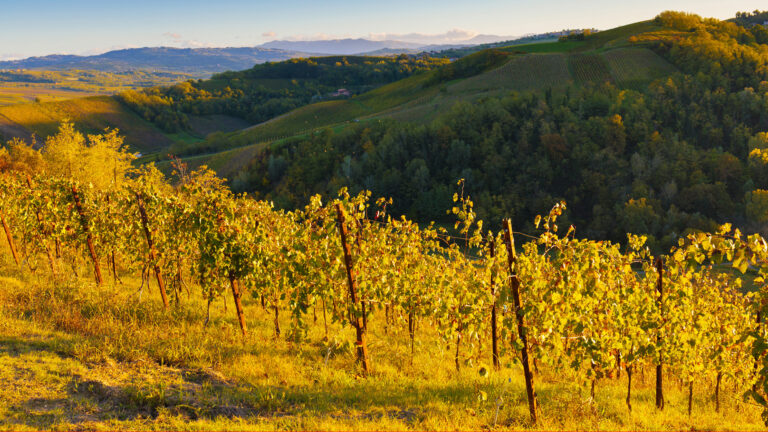 Equinozio d’autunno in vigna