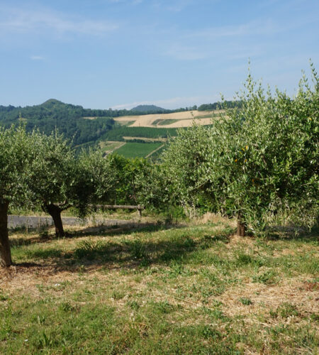 Meccanizzazione in oliveto – Azione dimostrativa Evo
