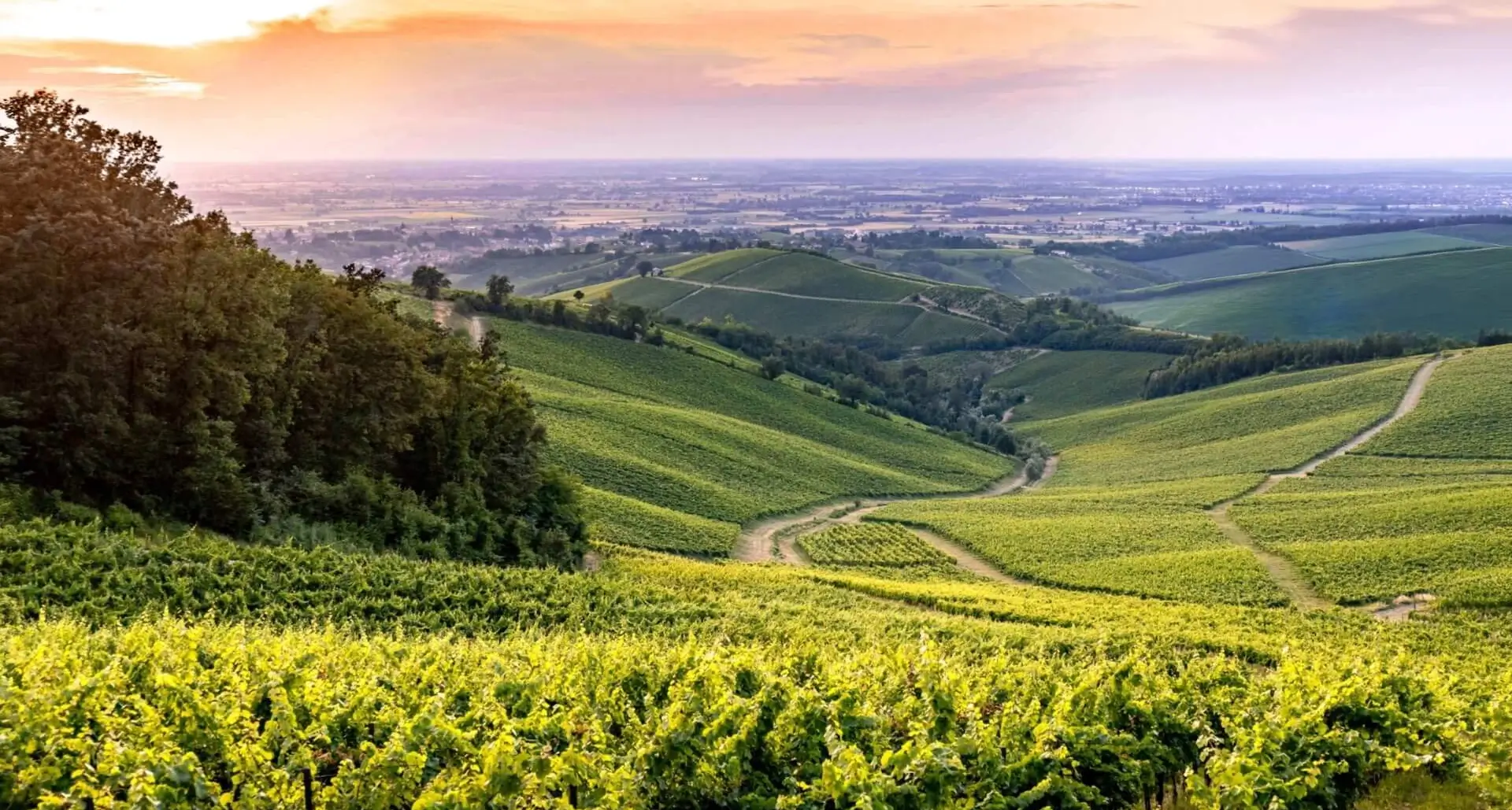 Paesaggio vigneti Oltrepò Pavese