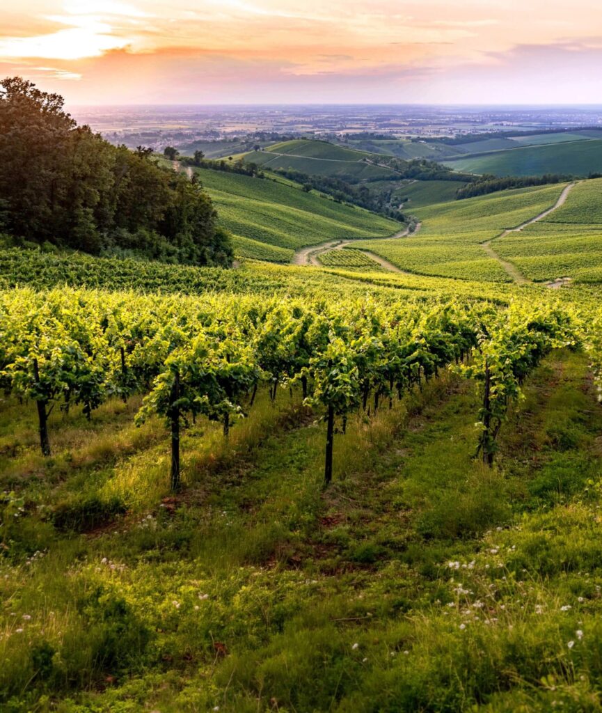 Vigneto al Tramonto in Oltrepò Pavese